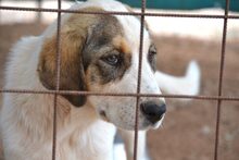 CHARLINE, Hund, Mischlingshund in Griechenland - Bild 4