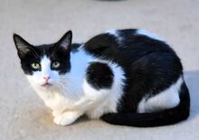 STACY, Katze, Ägyptische Mau in Dassendorf - Bild 1