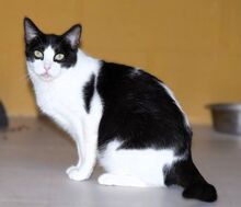 STACY, Katze, Ägyptische Mau in Dassendorf - Bild 10