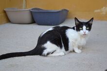 STACY, Katze, Ägyptische Mau in Dassendorf - Bild 2
