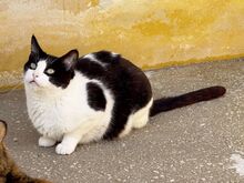 STACY, Katze, Ägyptische Mau in Dassendorf - Bild 3