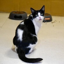 STACY, Katze, Ägyptische Mau in Dassendorf - Bild 4