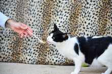 STACY, Katze, Ägyptische Mau in Dassendorf - Bild 5