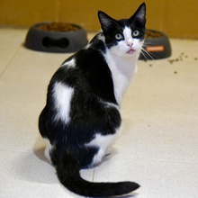 STACY, Katze, Ägyptische Mau in Dassendorf - Bild 7