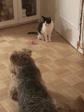 STACY, Katze, Ägyptische Mau in Dassendorf - Bild 8
