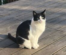 STACY, Katze, Ägyptische Mau in Dassendorf - Bild 9