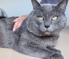 SULTAN, Katze, Britisch Kurzhaar-Mix in Mühlacker - Bild 10