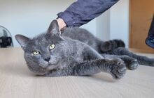 SULTAN, Katze, Britisch Kurzhaar-Mix in Mühlacker - Bild 2