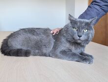 SULTAN, Katze, Britisch Kurzhaar-Mix in Mühlacker - Bild 3