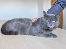 SULTAN, Katze, Britisch Kurzhaar-Mix in Mühlacker - Bild 4