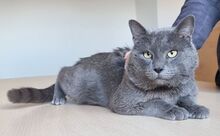 SULTAN, Katze, Britisch Kurzhaar-Mix in Mühlacker - Bild 5