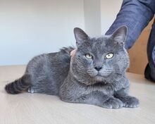 SULTAN, Katze, Britisch Kurzhaar-Mix in Mühlacker - Bild 6