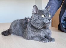 SULTAN, Katze, Britisch Kurzhaar-Mix in Mühlacker - Bild 7