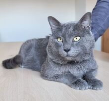 SULTAN, Katze, Britisch Kurzhaar-Mix in Mühlacker - Bild 8