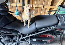 TASIO, Katze, Europäisch Kurzhaar in Meinerzhagen - Bild 10