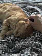 TASIO, Katze, Europäisch Kurzhaar in Meinerzhagen - Bild 11