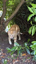 TASIO, Katze, Europäisch Kurzhaar in Meinerzhagen - Bild 12