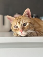 TASIO, Katze, Europäisch Kurzhaar in Meinerzhagen - Bild 13