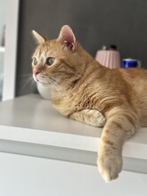 TASIO, Katze, Europäisch Kurzhaar in Meinerzhagen - Bild 14