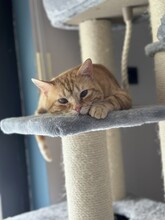 TASIO, Katze, Europäisch Kurzhaar in Meinerzhagen - Bild 15