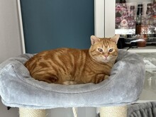 TASIO, Katze, Europäisch Kurzhaar in Meinerzhagen - Bild 16