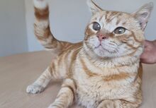 TASIO, Katze, Europäisch Kurzhaar in Meinerzhagen - Bild 2