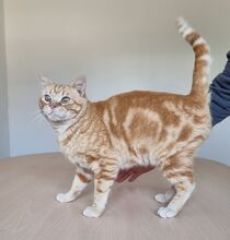 TASIO, Katze, Europäisch Kurzhaar in Meinerzhagen - Bild 3