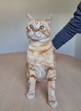 TASIO, Katze, Europäisch Kurzhaar in Meinerzhagen - Bild 4