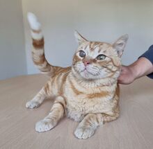 TASIO, Katze, Europäisch Kurzhaar in Meinerzhagen - Bild 5