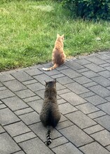 TASIO, Katze, Europäisch Kurzhaar in Meinerzhagen - Bild 7