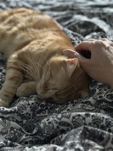 TASIO, Katze, Europäisch Kurzhaar in Meinerzhagen - Bild 9