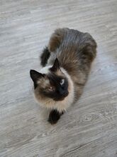 SHANI, Katze, Birmakatze-Mix in Winsen - Bild 1