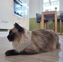 SHANI, Katze, Birmakatze-Mix in Winsen - Bild 2