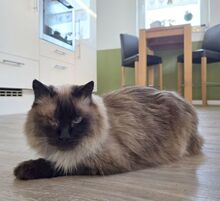 SHANI, Katze, Birmakatze-Mix in Winsen - Bild 3