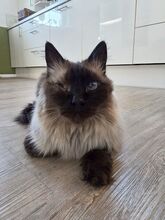 SHANI, Katze, Birmakatze-Mix in Winsen - Bild 4