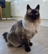 SHANI, Katze, Birmakatze-Mix in Winsen - Bild 5