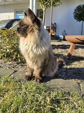 SHANI, Katze, Birmakatze-Mix in Winsen - Bild 6