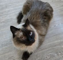 SHANI, Katze, Birmakatze-Mix in Winsen - Bild 7