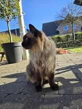 SHANI, Katze, Birmakatze-Mix in Winsen - Bild 8