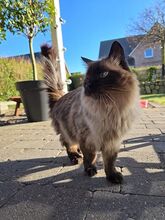 SHANI, Katze, Birmakatze-Mix in Winsen - Bild 9