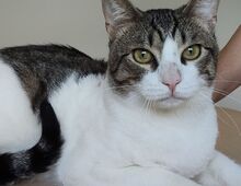 RAUL, Katze, Europäisch Kurzhaar in Deesbach - Bild 10