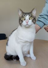 RAUL, Katze, Europäisch Kurzhaar in Deesbach - Bild 2