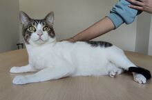 RAUL, Katze, Europäisch Kurzhaar in Deesbach - Bild 3
