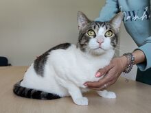 RAUL, Katze, Europäisch Kurzhaar in Deesbach - Bild 4