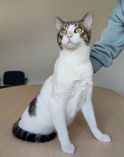 RAUL, Katze, Europäisch Kurzhaar in Deesbach - Bild 5