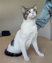 RAUL, Katze, Europäisch Kurzhaar in Deesbach - Bild 6