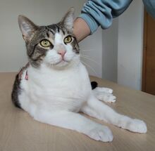 RAUL, Katze, Europäisch Kurzhaar in Deesbach - Bild 7