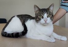 RAUL, Katze, Europäisch Kurzhaar in Deesbach - Bild 8