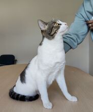 RAUL, Katze, Europäisch Kurzhaar in Deesbach - Bild 9