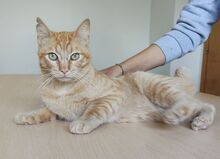 ISIDRO, Katze, Europäisch Kurzhaar in Deesbach - Bild 3